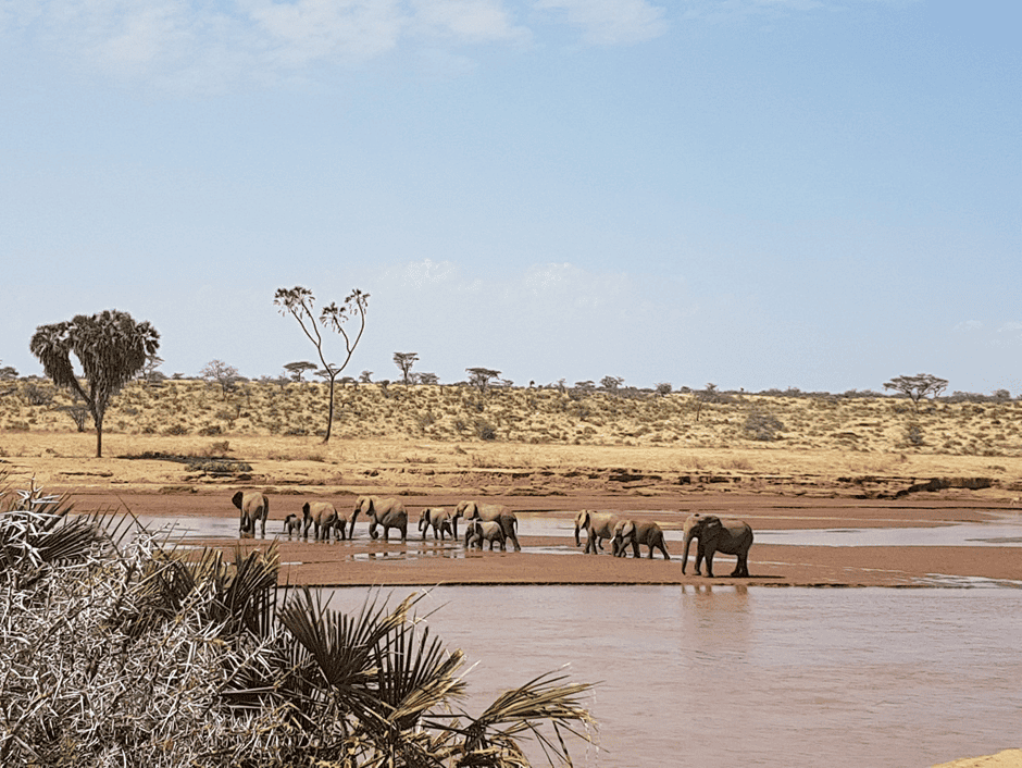 A herd of elephants walking across a river.